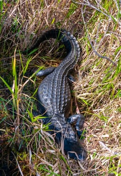 A wild American Alligator (Alligator mississippiensis) slowly and quietly swims across 