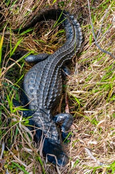 A wild American Alligator (Alligator mississippiensis) slowly and quietly swims across 