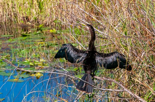 An Anhinga (Anhinga anhinga), waterfowl drying its wings on a branch in Florida