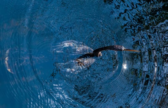 An Anhinga (Anhinga anhinga), waterfowl fishing underwater in a lake in Florida