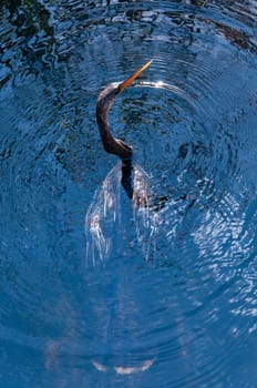 An Anhinga (Anhinga anhinga), waterfowl fishing underwater in a lake in Florida