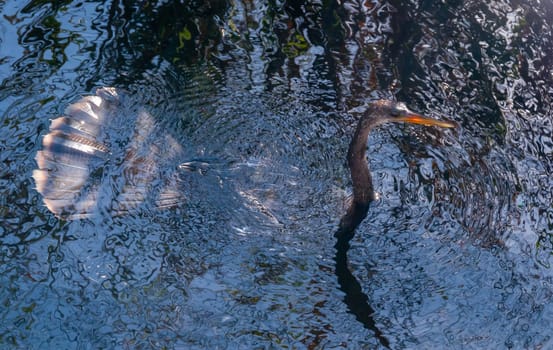 An Anhinga (Anhinga anhinga), waterfowl fishing underwater in a lake in Florida
