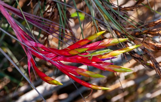 Green anole (Anolis verde) on a red flower Tillandsia fasciculata, Florida