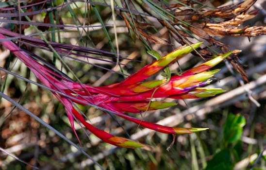 Green anole (Anolis verde) on a red flower Tillandsia fasciculata, Florida