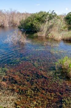 Aquatic and swamp vegetation on the shore and in the water of a freshwater lake in Okefenoke National Park, Florida