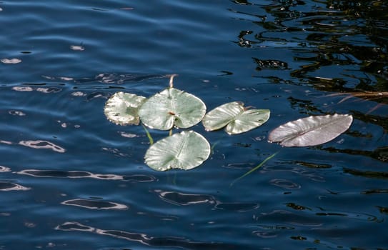 Green leaves of a water lily floating on the surface of the water in a lake, Florida