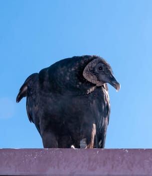 Beautiful Black Vulture (Coragyps Atratus), a bird watching perched on a rooftop in a national park, florida