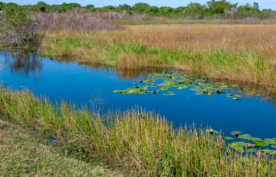 Aquatic and swamp vegetation on the shore and in the water of a freshwater lake in Okefenoke National Park, Florida