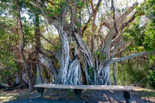 Resting bench near a large mangrove tree in a national park, Florida