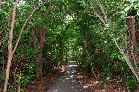 Path for tourists in the mangrove forest in the national park, Florida