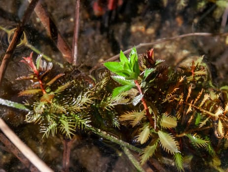 Macrophyte algae sticking out of the water in a freshwater lake in Florida