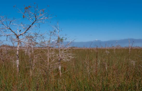 Wild wetland vegetation on the vast plains of south Florida