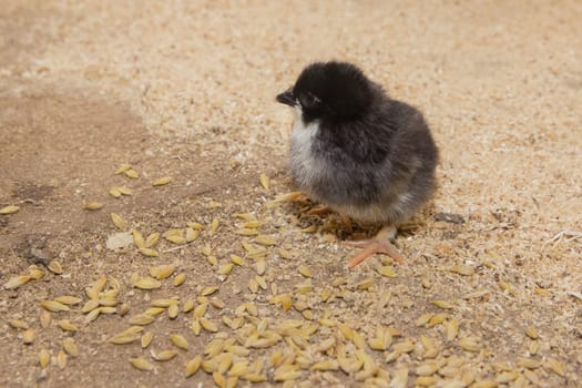 A small black cute chick close-up basks in a barn. Poultry and housekeeping farming.