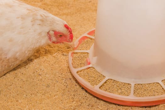 White domestic country chicken close-up hen pecking at grains at feeder.