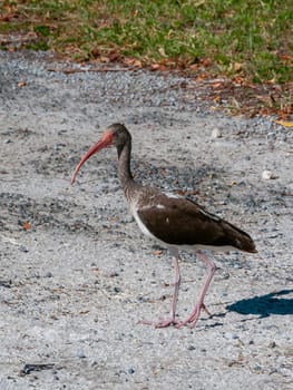 Birds USA. American white ibis (Eudocimus albus), dark juvenile walks the ground, Florida.