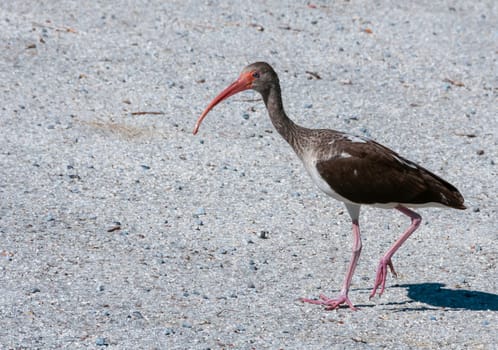 Birds USA. American white ibis (Eudocimus albus), dark juvenile walks the ground, Florida.