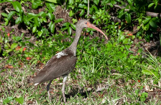 Birds USA. American white ibis (Eudocimus albus), dark juvenile walks the ground, Florida