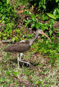 Birds USA. American white ibis (Eudocimus albus), dark juvenile walks the ground, Florida