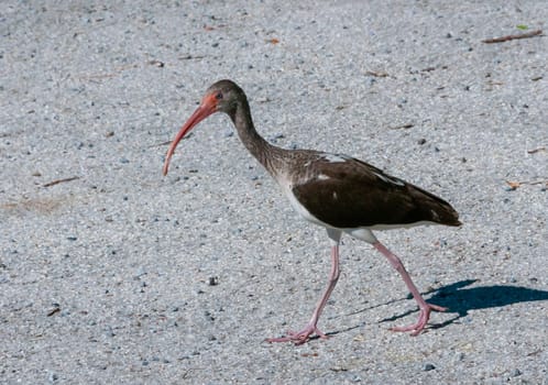 Birds USA. American white ibis (Eudocimus albus), dark juvenile walks the ground, Florida.