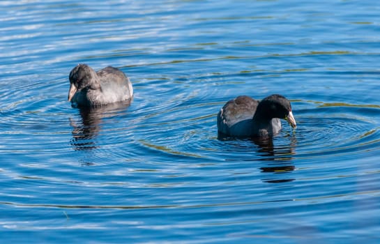 Purple Gallinule (Porphyrio martinicus), Birds swimming in a lake in south Florida