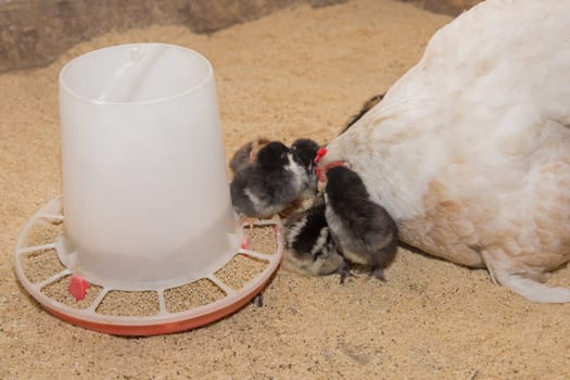 White domestic country chicken close-up hen and dark small chickens next a grains at feeder.