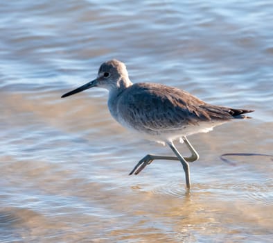 Birds USA. Wilson's Snipe (Gallinago delicata) on a Florida beach