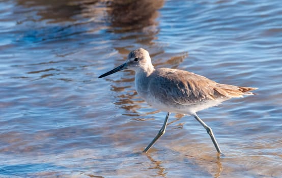 Birds USA. Wilson's Snipe (Gallinago delicata) on a Florida beach