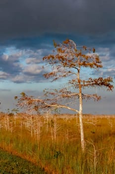 Swamp landscape, Swamp trees and other wild vegetation in autumn, Florida USA