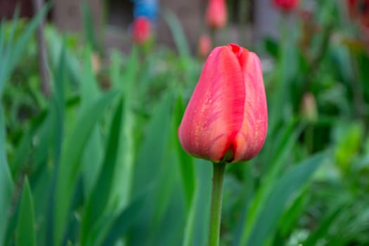 Spring Tulips in bloom with red and green colors.