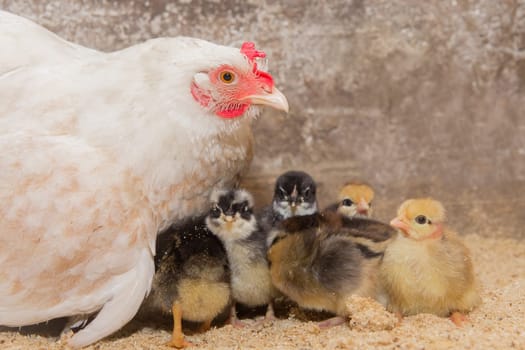 White homemade country chicken hen with a group of chickens in a barn, close up.