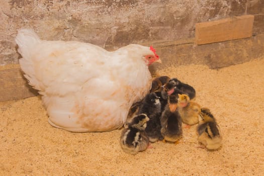 White large homemade country chicken hen with a group of chickens in a barn, close up, farm birds.