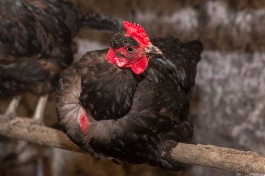 Black domestic chicken hen close up on perch for birds in the barn. Poultry farming.