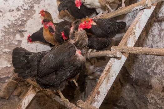 Black domestic chickens hens close up on perch for birds in the barn. Poultry farming.