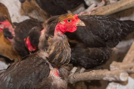 Black domestic chicken hen close up on perch for birds in the barn. Poultry farming, livestock.