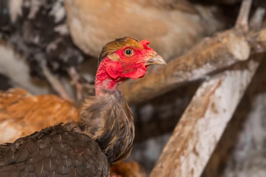 Dark domestic chicken hen close up on perch for birds in the barn. Poultry farming, livestock.