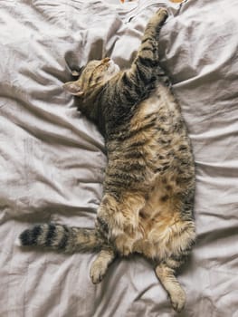 Large tabby cat sleeps on its back with its paw hugging a blanket. High quality photo