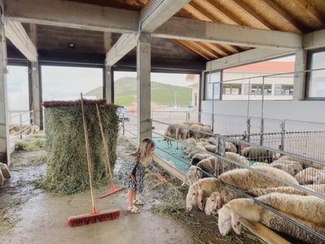 Little girl feeds hay to sheep in paddock at farm. High quality photo