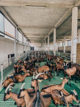 Herd of brown goats lies on the floor in a paddock at a farm. High quality photo