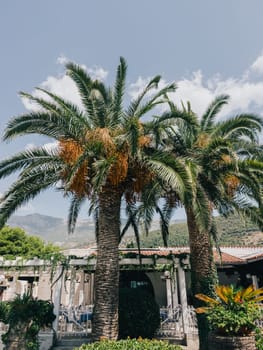 Date palms grow near the building against the backdrop of mountains. High quality photo