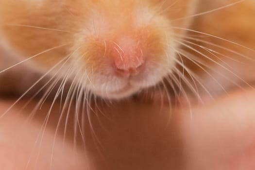 Close-up of the nose and mustache of a red hamster rodent macro.