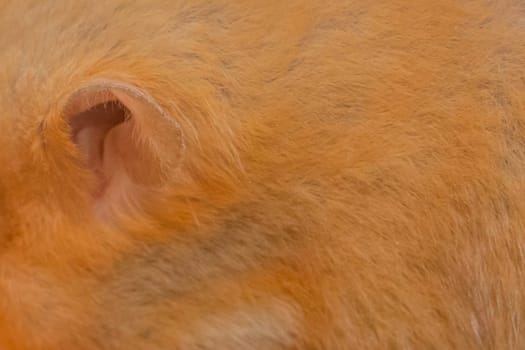 Red hamster ear close-up of domestic rodent macro soft focus.