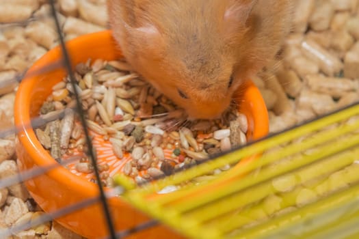 Red hamster domestic rodent close-up eating in a macro cage.