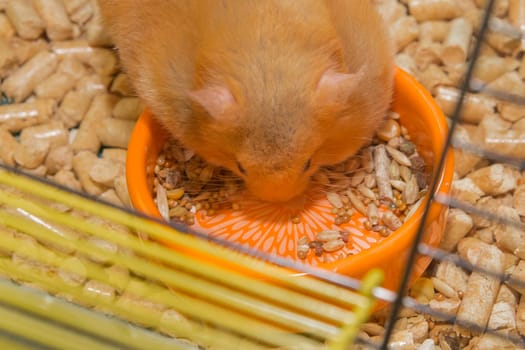 Red hamster domestic rodent close-up eating in a macro cage.