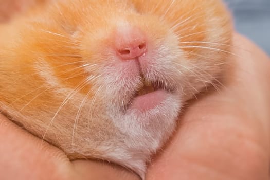 Close-up of the nose and mustache of a red hamster rodent macro face.