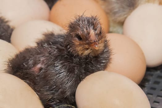 Close-up dark chicken chick small cute in chicken incubator eggs.