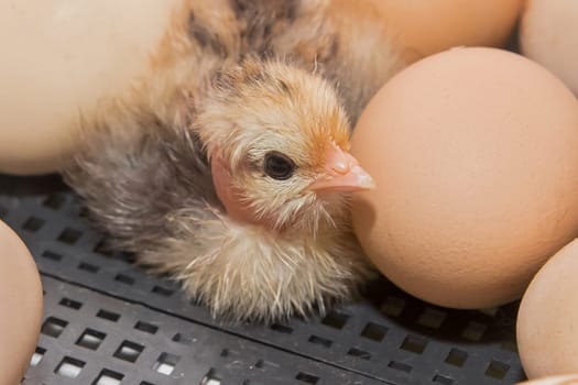 Yellow newborn little chicken cute small chick near hatching eggs in incubator, close-up poultry farming.