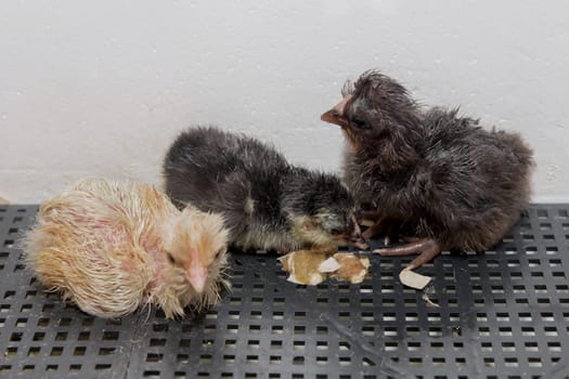 A group of cute little fluffy chicken newborns chicks in an incubator, poultry farming and incubation.