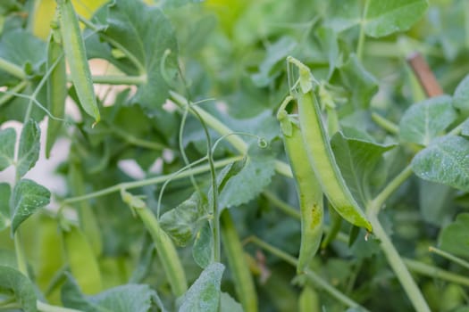 Green peas grow in the garden. Beautiful close up of green fresh peas and pea pods. Healthy food.