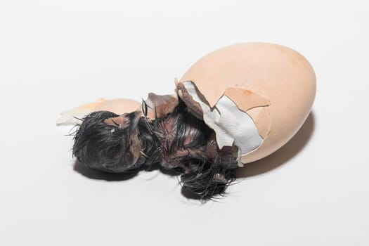 Close-up of dark newborn cute little chick trying to get out of hatching chicken egg on white background.