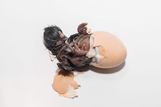 Close-up of dark newborn cute little small chick trying to get out of hatching chicken eggshell on white background.